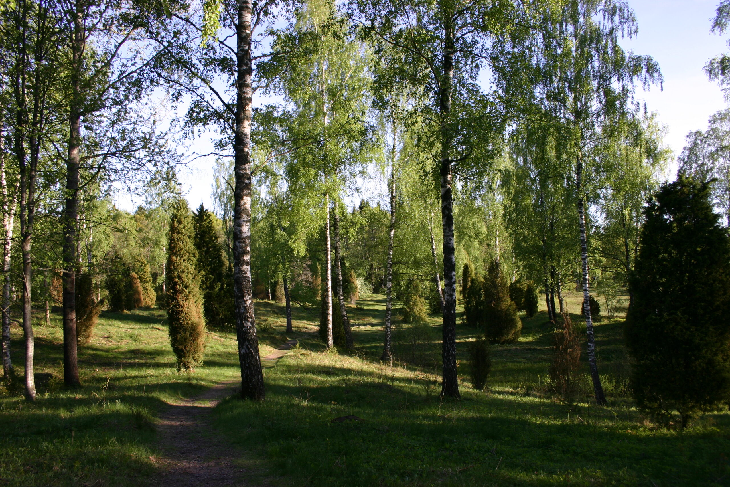 Ettö naturreservat i närheten av Hestraviken, promenadstråk kantad av björkar och enar som ger skugga en solig dag