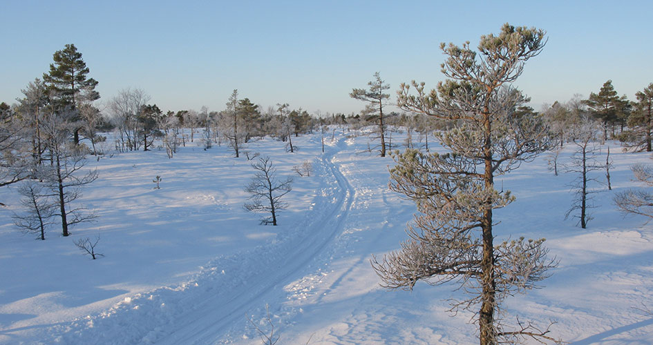 Skidspår på Komosse med lågväxta tallar en solig klar och kall eftermiddag